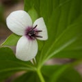 Southern Nodding Trillium Wildflower in Spring Royalty Free Stock Photo