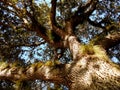 A great Southern Oak tree festooned with bromiliads and orchids.