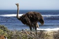 Southern ostrich struthio camelus Royalty Free Stock Photo