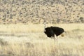 Southern Ostrich male on plains