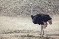 Southern Ostrich