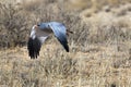 Southern pale chanting goshawk Royalty Free Stock Photo