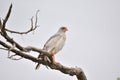 Southern Pale Chanting Goshawk, Melierax canorus Royalty Free Stock Photo