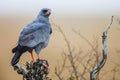 Southern Pale Chanting Goshawk ( Melierax canorus), South Africa Royalty Free Stock Photo