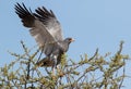 A southern pale chanting goshawk Royalty Free Stock Photo