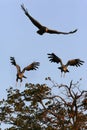 Southern Pale Chanting Goshawks - Botswana