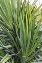 southern Palm yucca plant from the agave family, as a background