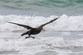 Southern Petrel at the Beach