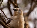 Southern pied babbler