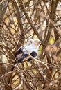 Southern Pied Babbler