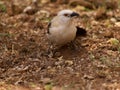 Southern pied babbler Royalty Free Stock Photo