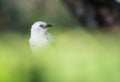 Southern Pied Babbler Royalty Free Stock Photo