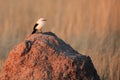 The southern pied babbler Turdoides bicolor sitting on the termite mound. White-black bird on a pile in the African bush Royalty Free Stock Photo