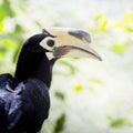 Southern pied-hornbill or Asian Pied-hornbill, Anthracoceros alb Royalty Free Stock Photo