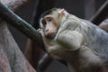 Southern Pig-tailed Macaque Royalty Free Stock Photo