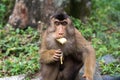 Southern pig-tailed macaque eating banana in Sumatra Royalty Free Stock Photo