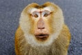 Southern pig-tailed macaque Royalty Free Stock Photo