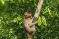 A sad looking juvenile Pig-tailed macaque in the Borneo rainforest of Sabah, Malaysia Royalty Free Stock Photo