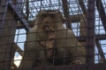 The southern pig-tailed macaque Macaca nemestrina. Animal in a cage Royalty Free Stock Photo