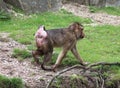 Southern pig-tailed macaque, Macaca nemestrina Royalty Free Stock Photo