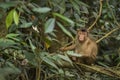 Southern Pig-tailed Macaque - Macaca nemestrina Royalty Free Stock Photo
