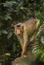 Southern Pig-tailed Macaque - Macaca nemestrina Royalty Free Stock Photo