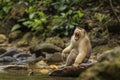 Southern Pig-tailed Macaque - Macaca nemestrina Royalty Free Stock Photo