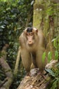 Southern Pig-tailed Macaque - Macaca nemestrina Royalty Free Stock Photo