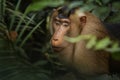 Southern Pig-tailed Macaque - Macaca nemestrina Royalty Free Stock Photo