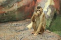 Southern pig-tailed macaque Royalty Free Stock Photo