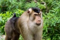 Male of southern pig-tailed macaque walking on forest Royalty Free Stock Photo