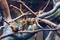 Southern Pig-tailed Macaque (Sundaland pigtail macaque or Sunda pig-tailed macaque), In Zoo, Prague. The southern pig-tailed