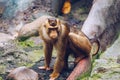 Southern Pig-tailed Macaque (Sundaland pigtail macaque or Sunda pig-tailed macaque), In Zoo, Prague. The southern pig-tailed Royalty Free Stock Photo