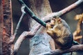 Southern Pig-tailed Macaque Sundaland pigtail macaque or Sunda pig-tailed macaque, In Zoo, Prague. The southern pig-tailed Royalty Free Stock Photo