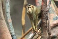 Southern pig-tailed macaque Royalty Free Stock Photo