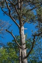 A Southern Pine Tree Against A Blue Sky Background. Royalty Free Stock Photo
