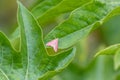 Southern Pink Moth Pyrausta inornatalis