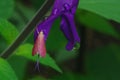 Southern pink moth rests on a purple salvia blossom