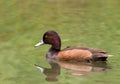 Southern Pochard Royalty Free Stock Photo