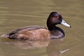 Southern Pochard Royalty Free Stock Photo