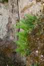 Southern polypody Polypodium cambricum, growing on a rock