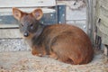 Southern pudu in the sun Royalty Free Stock Photo