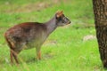 Southern pudu Royalty Free Stock Photo