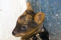 Southern pudu (Pudu puda) baby Royalty Free Stock Photo