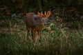 Southern pudu, Pudu puda, male the nature habitat, forest in China. Pudu green grass, feeding leaves in the forest, nature Royalty Free Stock Photo