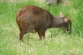 Southern Pudu - Pudu puda Royalty Free Stock Photo