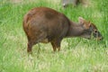 Southern Pudu - Pudu puda Royalty Free Stock Photo