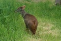 Southern Pudu - Pudu puda Royalty Free Stock Photo