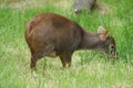 Southern Pudu - Pudu puda Royalty Free Stock Photo