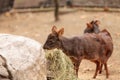 Southern pudu scientifically named Pudu pudu Royalty Free Stock Photo